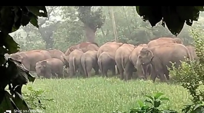 24 जगंली हाथियों की झूंड धमनाटांड , हेमतपुर के बीचो बीच गोमती नदी के तट के समीप बिचरन करते ग़ामीणो में दहसत, फसल रौंदा